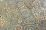 Free-Standing Polished Fossil Coral (Actinocyathus) Display #69361-2